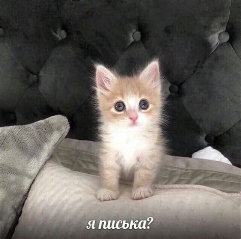 Pin on archive ️ ️ ️ | Silly cats, Cat memes, Cat expressions
