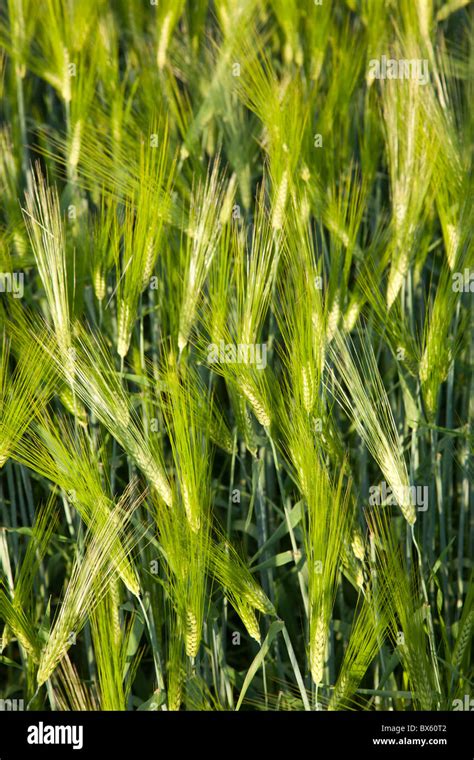 Closeup Of Growing Barley Ears Hordeum Vulgare Finland Stock