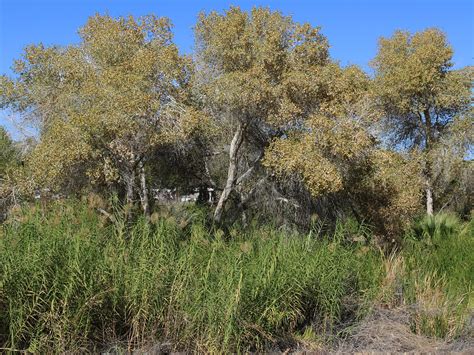 Trees And Reeds Yuma Crossing National Heritage Area Arizona