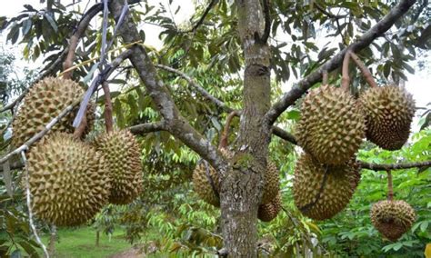 Mimi Snaehzauberei Cara Menanam Pohon Durian Dengan Baik Dan Benar