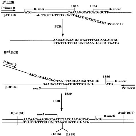 Construction Of The Uncb Deletion Using Pcr Primer Tgaccg