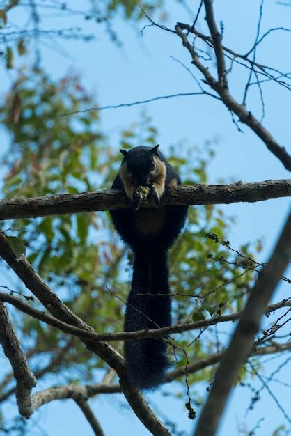 Premium Photo | Black giant squirrel