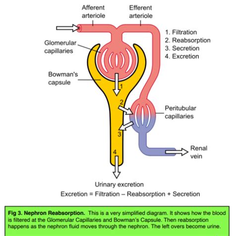 Osmoregulation And The Kidney The Kidneys And Excretion Gcse Biology