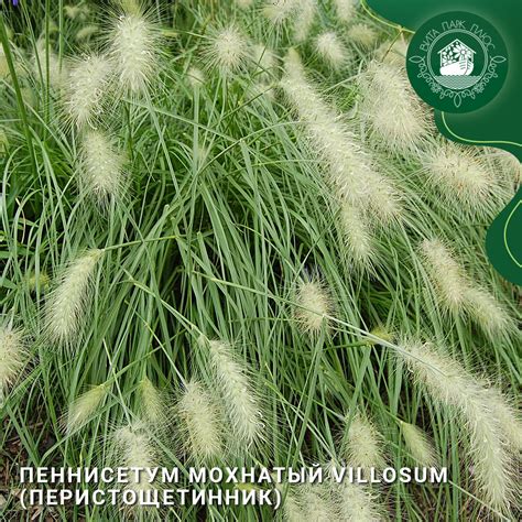 Пеннисетум мохнатый villosum (Перистощетинник): красота и уникальность ...