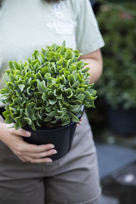 Crassula Max Cook Garden Life