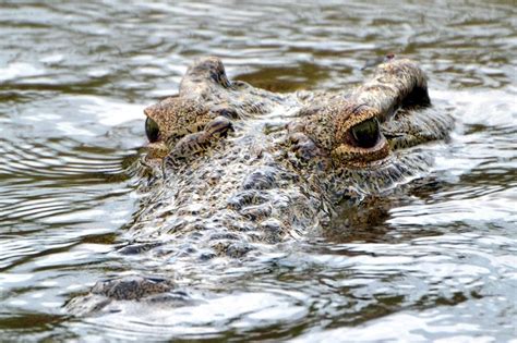 Buaya Rawa Kepala Foto Gratis Di Pixabay