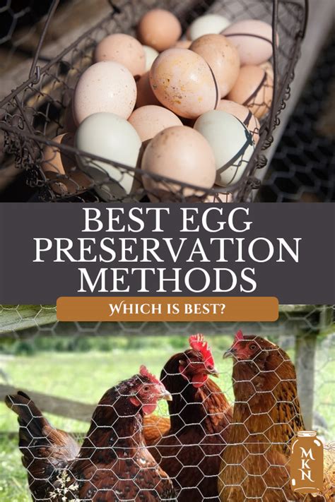 Storing And Preserving Eggs Farm Fresh Eggs Primer Melissa K Norris