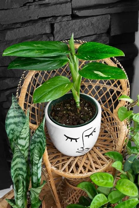 Monstera Standleyana Albo A Guide To Caring For This Unique Houseplant