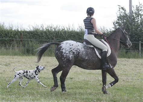 Working Dalmatians And Ced Canadian Eskimo Dogs Koroyza Kennel Uk