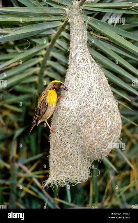 Baya Weaver Bird Nest High Resolution Stock Photography And Images Alamy