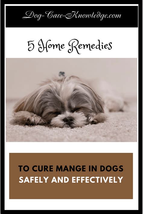 5 Dog Mange Home Remedy Solutions For Guaranteed Results