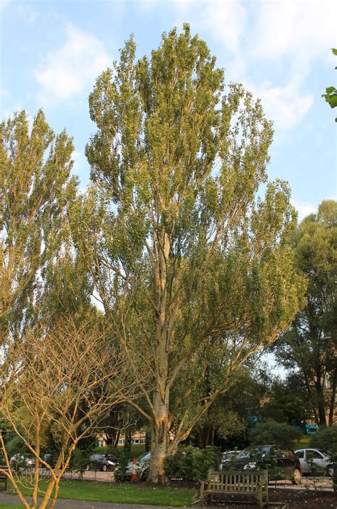 Populus Alba Pyramidalis Bolleana Poplar Tim Sheerman Chase Flickr