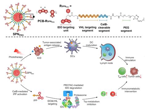 Pharmaceutics Free Full Text Cancer Specific Delivery Of