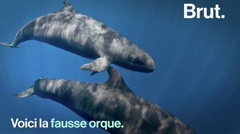 VIDEO Ni Un Dauphin Ni Une Orque Connaissez Vous La Fausse Orque