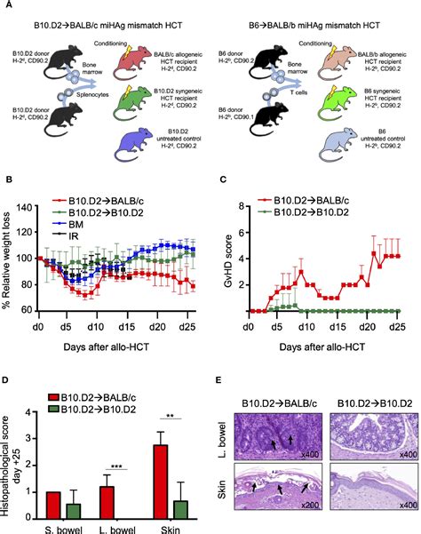 Frontiers A T Cell Surface Marker Panel Predicts Murine Acute Graft