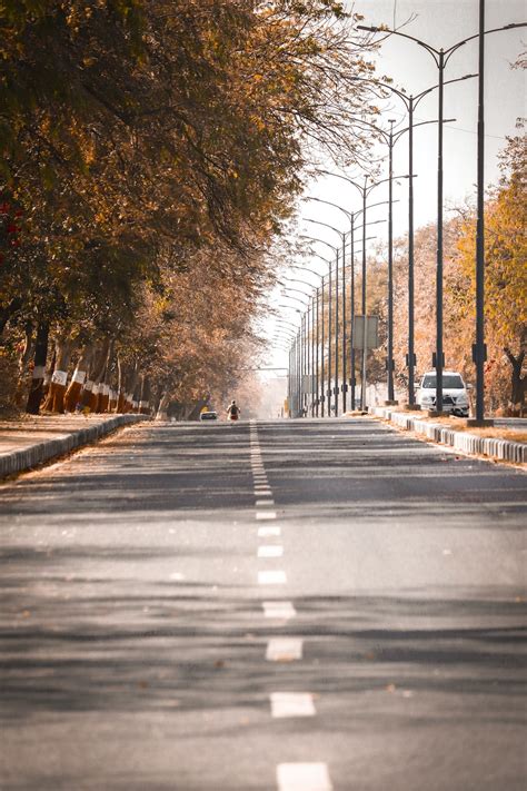 Gray Concrete Road Between Trees During Daytime Photo Free Brown