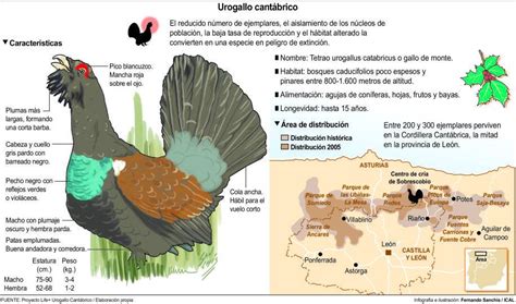 La Delicada Situaci N Del Urogallo Cant Brico Naturalimits