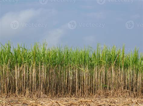 Sugarcane Plantationsthe Agriculture Tropical Plant In Thailand