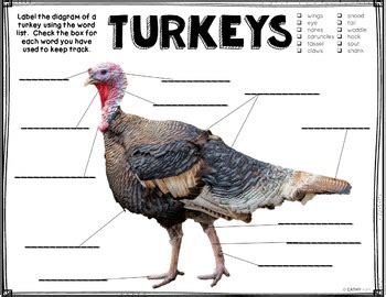 Turkey Anatomy Diagram