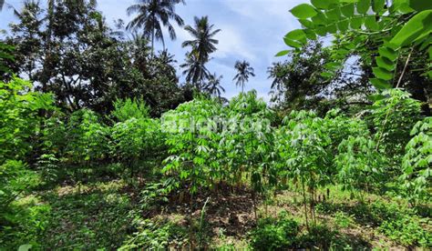 Jual Tanah Kebun Di Karangasem Harga Terbaru