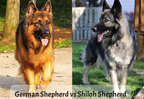 Shiloh Shepherd vs German Shepherd - Which One is The Best?