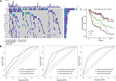 Frontiers Integrative Models Of Histopathological Image Features And