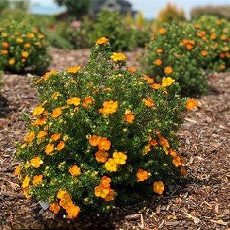 Potentilla Fruticosa Portocalie Sunset De 20 30 Cm Butasideromania Ro