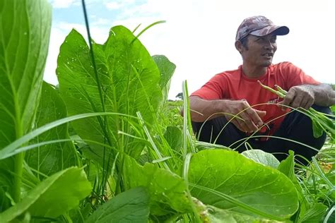 Curah Hujan Tinggi Kualitas Sayur Menurun Radar Kediri