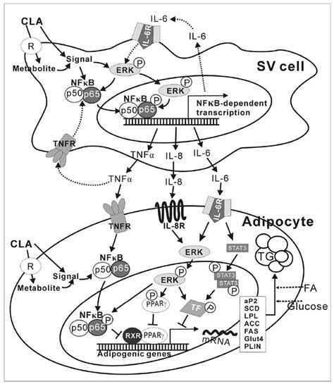 Working Model Trans Cis Cla Reduces Glucose And Fatty Acid