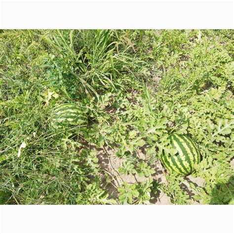 Продам Арбуз, купити арбуз — Agro-Ukraine