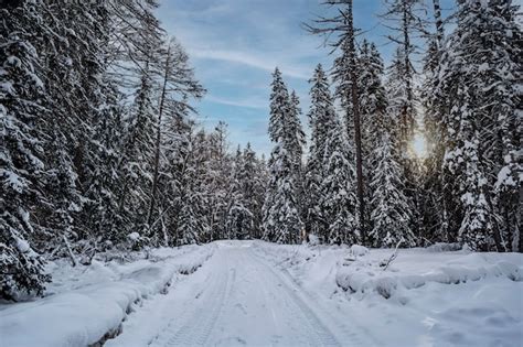 Vista A Rea De Drones Na Floresta Montanhosa Paisagem De Inverno Abetos