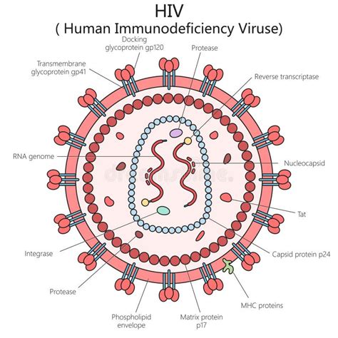 Human HIV Virus Structure Diagram Medical Science Stock Vector ...