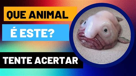 Quiz Dos Animais Perguntas Para Testar Seu Conhecimento Youtube