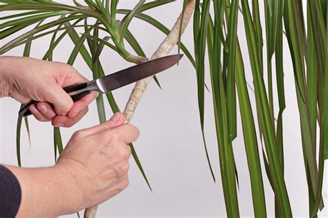 Poda de PALMERAS Cómo Cuándo y Herramientas GUÍA