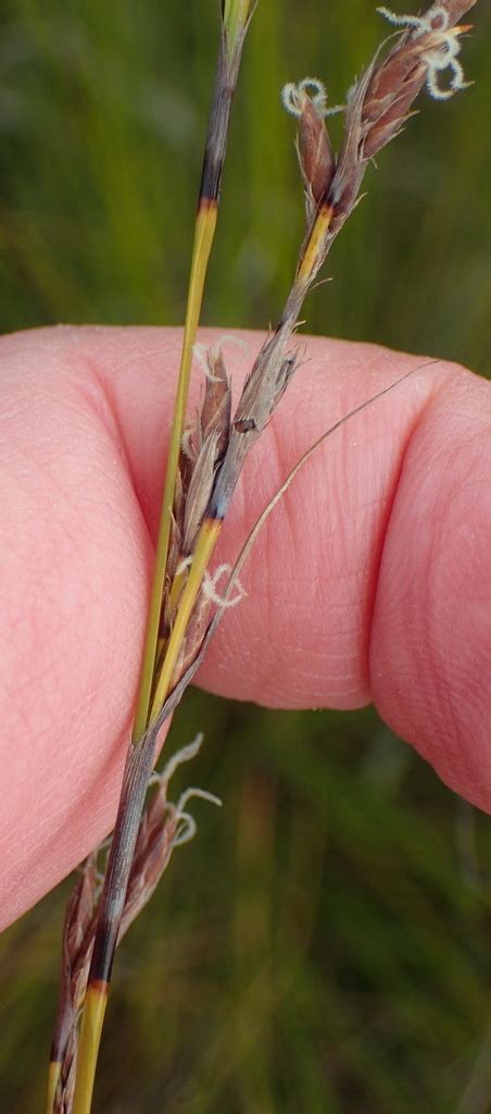 Schoeneae From Cairnbrogie South Cape Dc South Africa On August