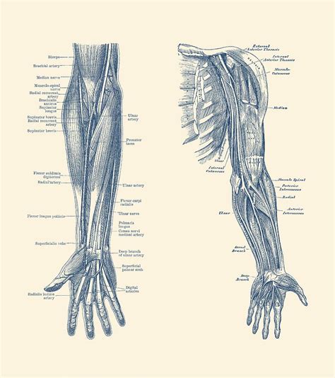 Human Arm Bone Anatomy Arm Skeleton Model A45 1019371 Arm Bones