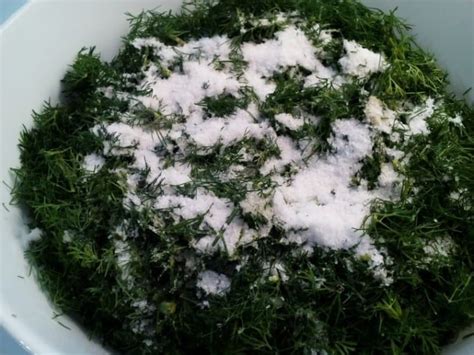 Kopr naložený v soli - recept - Bylinkovo.cz