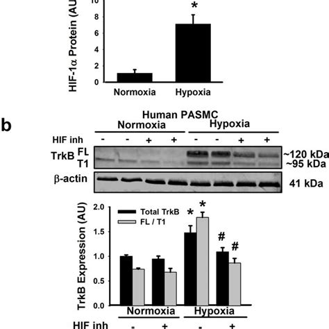 TrkB Expression In PASMCs Is Enhanced By Hypoxia A In Human PASMCs