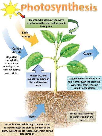 Sc912l187 Photosynthesis Welcome To Dr Suris Science Class