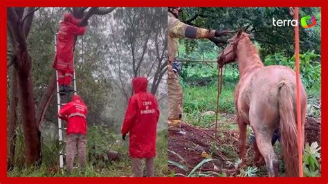 Cavalo é resgatado após cair em bueiro durante chuva em Foz do Iguaçu PR