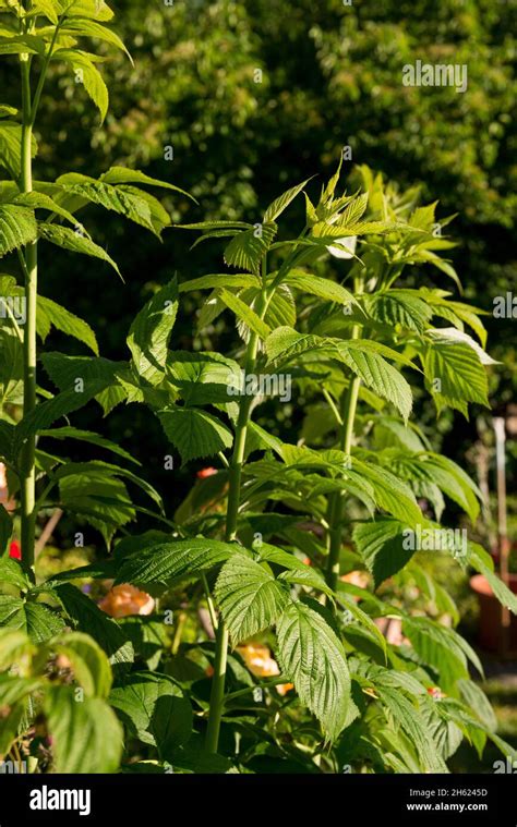 raspberry bush before flowering,garden,cottage garden Stock Photo - Alamy
