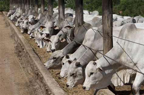 67 Ganadería y Agricultura Fotos Animals beautiful Jersey cattle