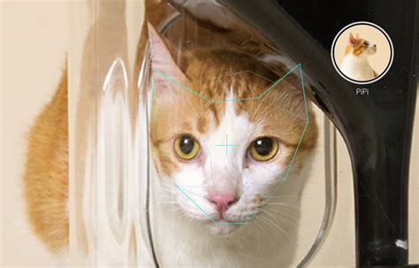 Bistro Smart Cat Feeder Uses Facial Recognition Time