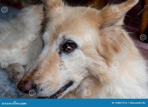 Third Eyelid Neoplasma In Dog Stock Photo Image Of Close Growth