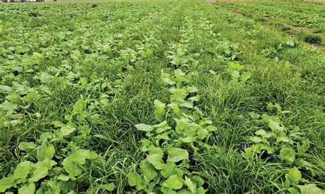 The Benefits Of Cover Crops Improving Soil Health And Preve