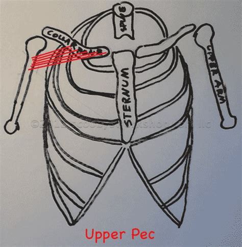 Exercises To Target Inner Pecs Scoobys Home Workouts