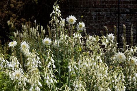 Galtonia, una bulbosa para maceta o jardín