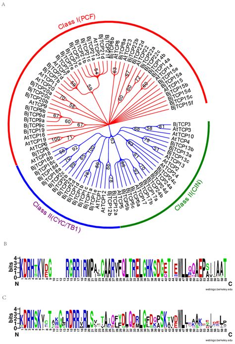 Evolutionary Relationships Of Taxa A The Evolutionary History Was