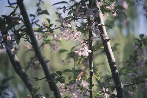 Pink and white peach blossoms on a peach tree 22187761 Stock Photo at Vecteezy