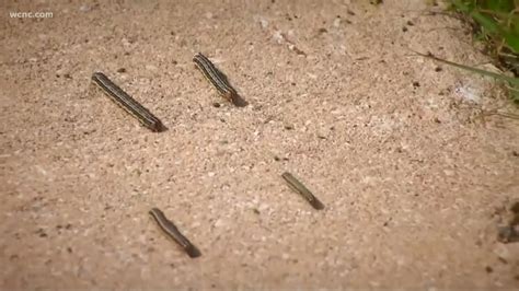 Fall army worms could destroy Charlotte lawns | wcnc.com